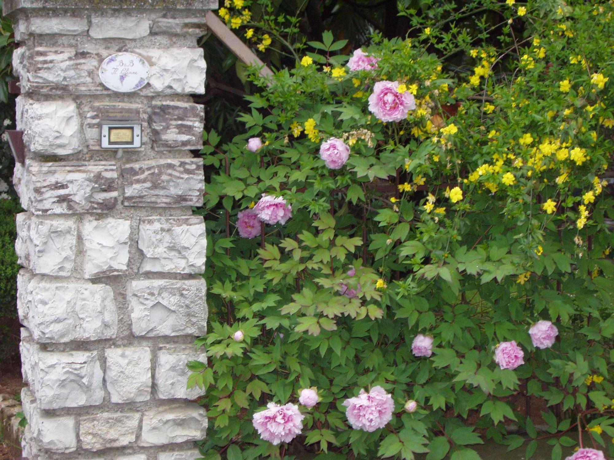 B&B Il Glicine Bedizzol Exterior foto