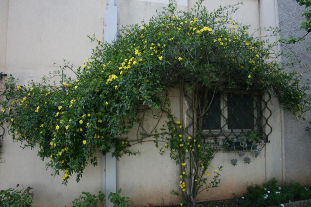 B&B Il Glicine Bedizzol Exterior foto